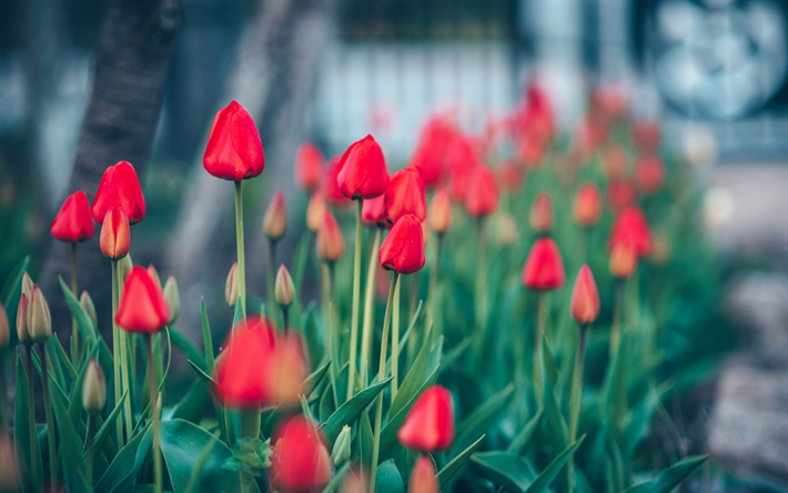 tulipas vermelhas, primavera, campo de flores, macro, desfoque, bokeh, tulipas