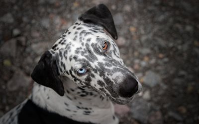 Dalmatiner Hund, heterochromia, close-up, inhemsk hund, husdjur, hundar, s&#246;ta djur, Dalmatiska