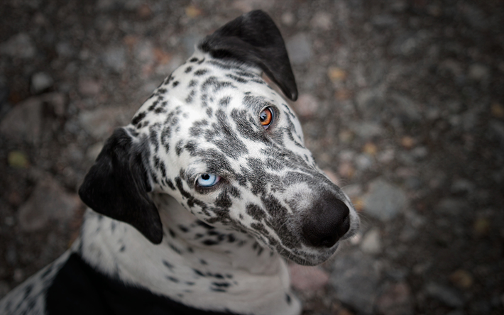 Dalmatien Chien, heterochromia, close-up, les chiens domestiques, les animaux de compagnie, des chiens, des animaux mignons, Dalmatien
