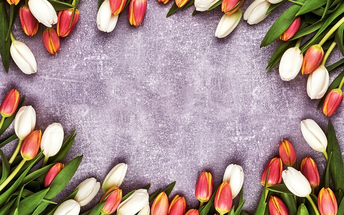 tulipani frame, sfondo viola, fiore, telaio, tulipani, fiori di primavera, tulipani rosa
