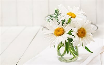 البابونج, الأبيض الزهور الجميلة, البابونج في إناء من الزجاج, خلفية بيضاء, خلفية الزهور