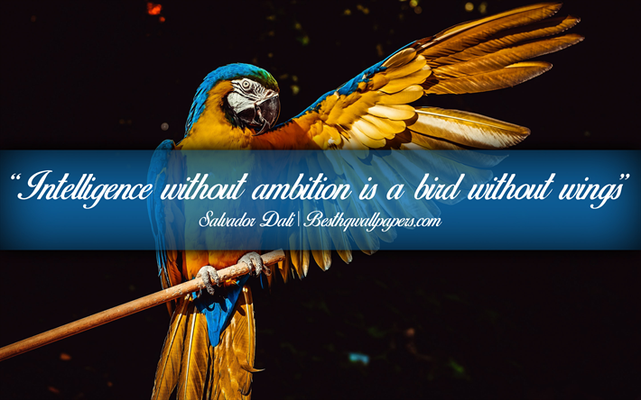Intelligence without ambition is a bird without wings, Salvador Dali, calligraphic text, quotes about intelligence, Salvador Dali quotes, inspiration, artwork background