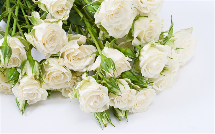 des roses blanches, gros bouquet, des roses, floral de fond, de belles roses sur un fond blanc
