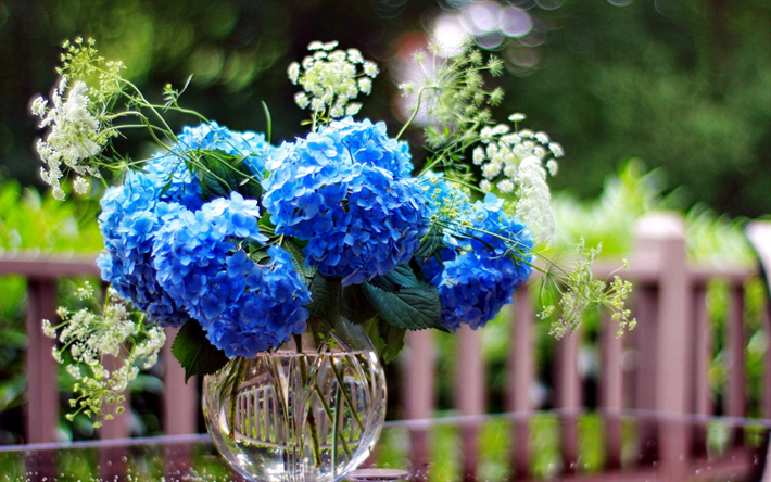 hortensia, sinisi&#228; kukkia maljakossa, kukka tausta, sinisi&#228; kukkia