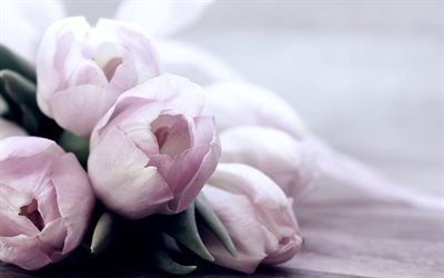 pink tulips, beautiful flowers, spring flowers, pink floral background
