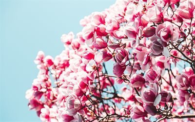 ساكورا, زهر الكرز, الحديقة اليابانية, زهور الربيع, السماء الزرقاء