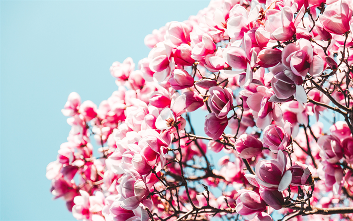 Sakura, flor de cerejeira, Jardim japon&#234;s, flores da primavera, c&#233;u azul