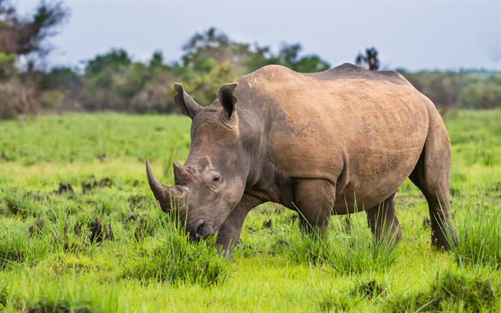 وحيد القرن, الحيوانات الأفريقية, الحياة البرية, أفريقيا, الحيوانات البرية