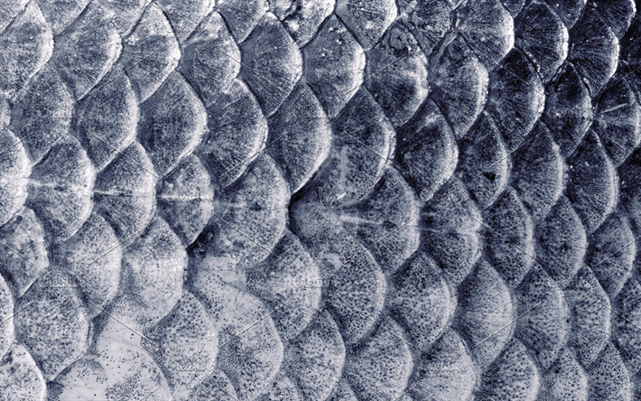 fish scales texture, fish skin, scales background, fish, gray scales background