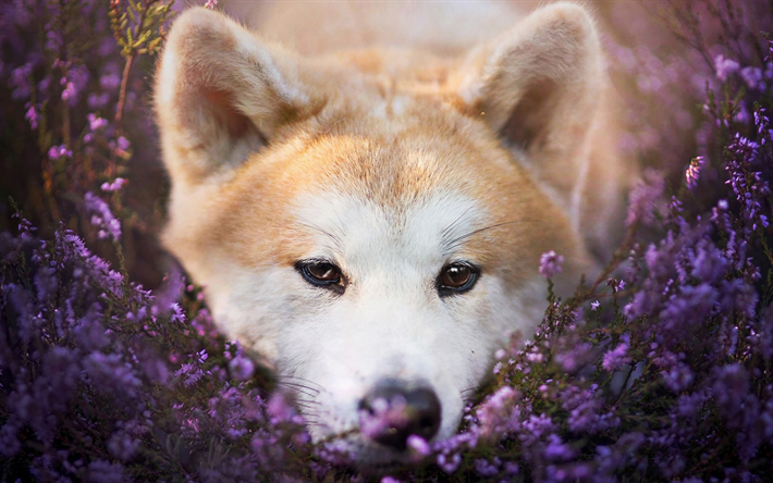 Akita Inu, close-up, perros, mascotas, lavanda, Akita con flores, animales lindos, Akita Inu Perro
