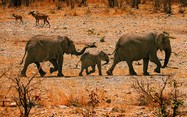 Elephants family, 4k, Africa, antelopes, herd of elephants, savannah, elephants, Elephantidae, HDR