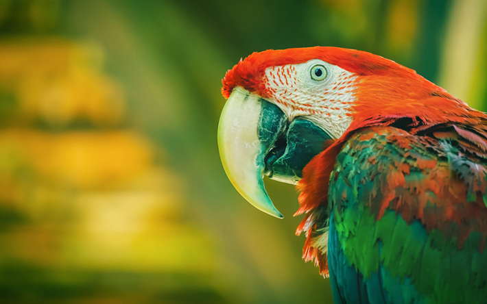 Rosso-e-verde ara, verde-alato ara, bellissimo pappagallo, splendidi uccelli, macaw pappagalli