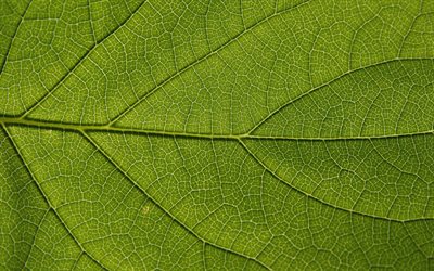 feuilles d&#39;un vert texture, 4k, les textures de feuilles, de feuilles, de feuilles de texture, feuille verte, une macro, un mod&#232;le de feuille, feuilles vertes