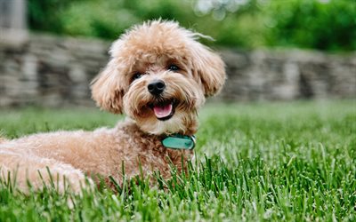 Toy Poodle, 4k, puppy, curly dog, rose, pets, dogs, funny dog, Toy Poodle Dog
