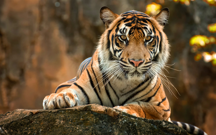 tiger, wildcat, farliga djur, tigrar, indien, vilda djur