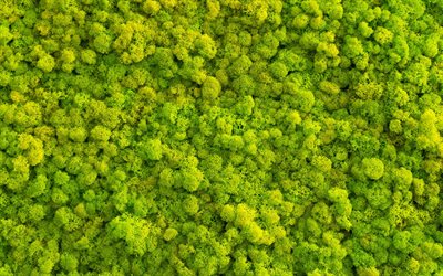 green moss texture, green natural texture, moss background, ecology, environment, texture with green moss