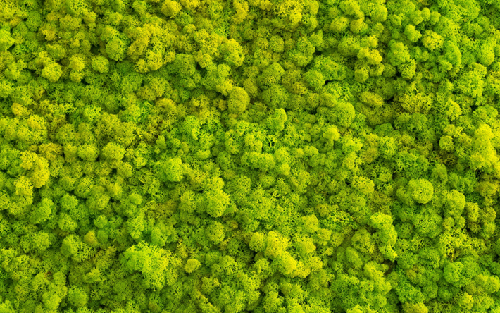 musgo verde de textura, de color verde textura natural, musgo de fondo, la ecolog&#237;a, el medio ambiente, la textura con musgo verde