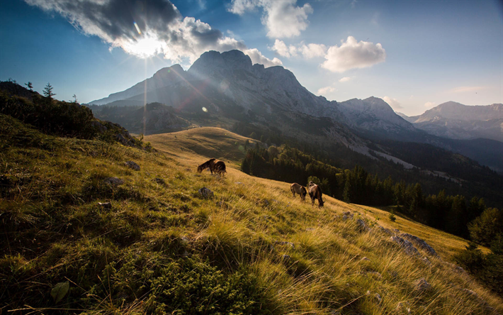 Balkanin, vuoret, hevoset, kes&#228;ll&#228;, kirkas aurinko