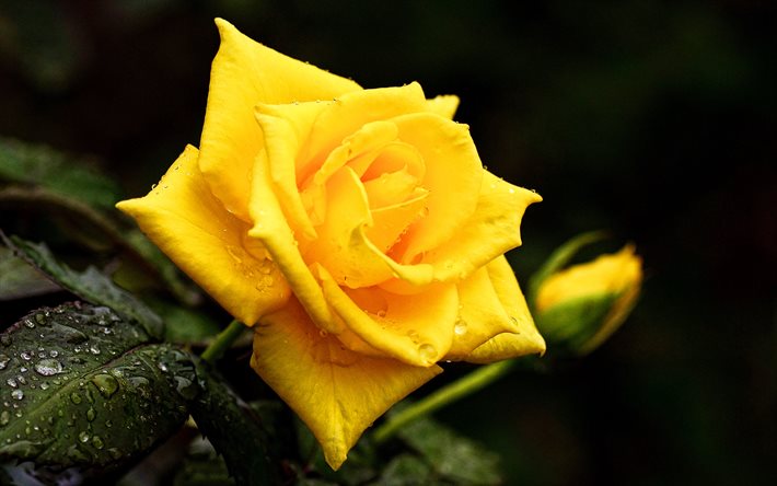 rosa gialla, 4k, bokeh, fiori gialli, rugiada, fiori, boccioli gialli, rose