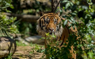 le tigre, le pr&#233;dateur, le zoo de Lisbonne, les animaux dangereux, Portugal, Lisbonne