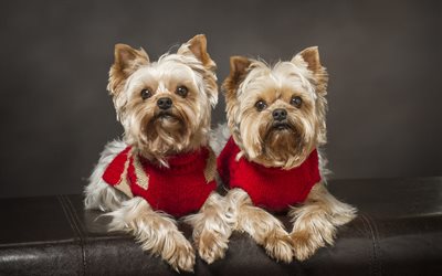 Yorkshire terrier, small cute dogs, pets, red sweaters for dogs, terriers, dogs