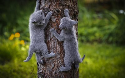 small gray kittens, cute animals, climb the tree, small cats, pets, wood, cats, Russian Blue Cat