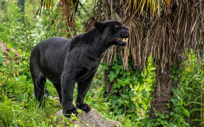 black panther, wild cat, wildlife, jungle, black leopard, panther, predators