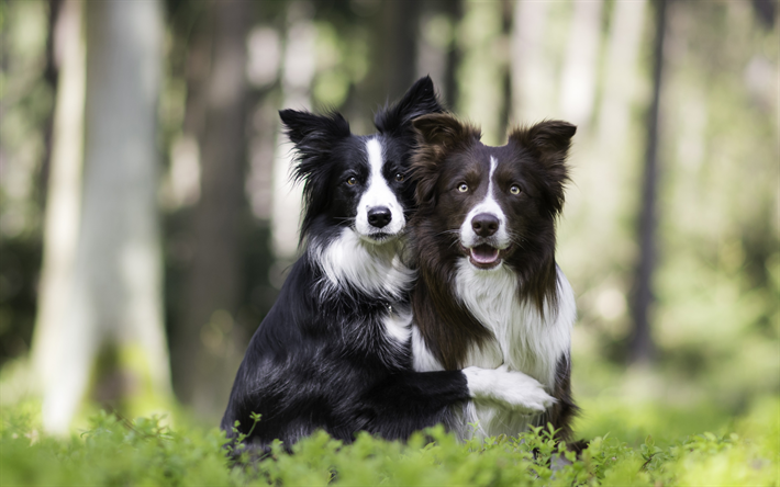 Border Collie, two dogs, forest, cute animals, pets, dogs, black white dog