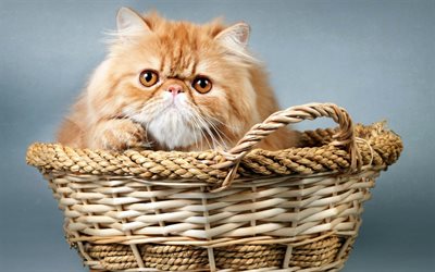 Persian Cat, basket, ginger cat, cats, funny cat, domestic cats, pets, ginger Persian Cat, Persian