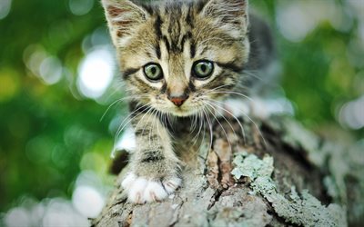 cinza pequeno gatinho, Bobtail Americano, o pequeno gato listrado, floresta, animais fofos, gatos