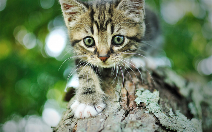 小さなグレーの子猫, アメリカBobtail, ストライプ小猫, 森林, かわいい動物たち, 猫