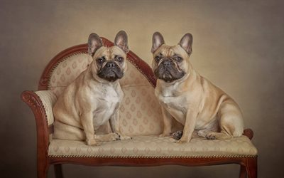 French bulldogs, dogs on a chair, small brown dogs, pets, cute animals, dogs