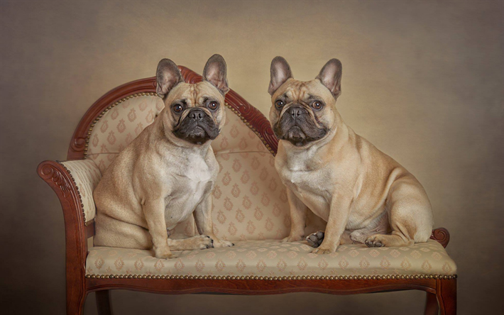 franz&#246;sische bulldoggen, hunde auf einen stuhl, der kleine braune hunde, haustiere, niedliche tiere, hunde