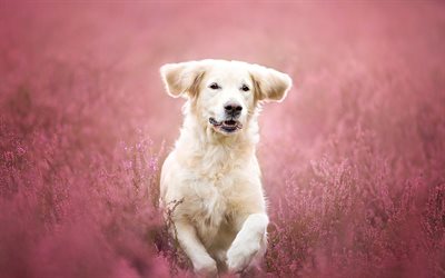 labrador, lavender, retriever, running dog, puppy, pets, cute animals, labradors, golden retriever