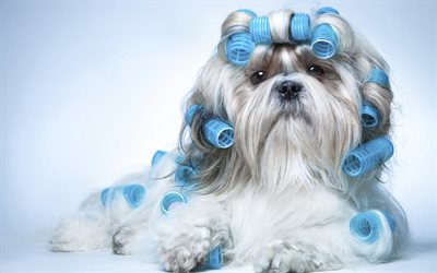 Shih Tzu, white fluffy dog, funny dog, blue hair curlers, hairdo, pets, dogs