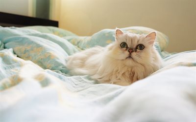 Persian cat, white fluffy cat, cute animals, pets, cats, bed