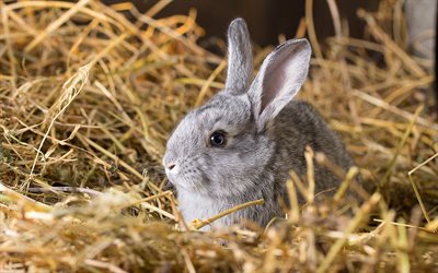 piccolo coniglio grigio, fieno, fattoria, animali, coniglio
