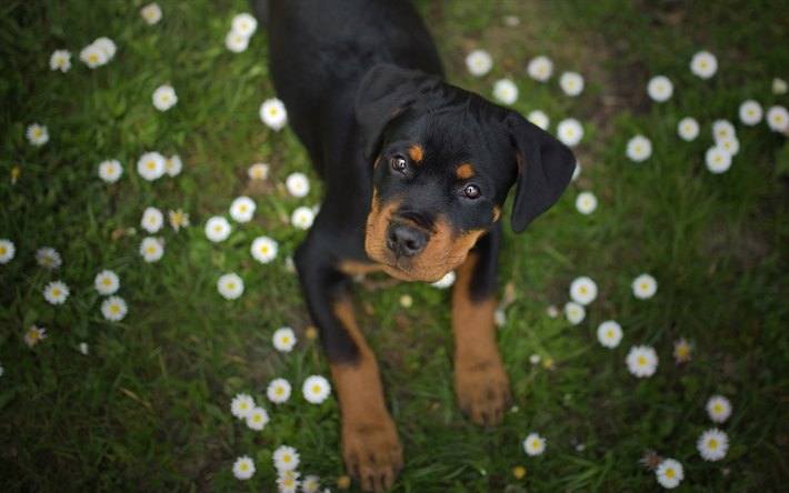 Rottweiler, lawn, puppy, pets, chamomile, small rottweiler, dogs, bokeh, cute animals, Rottweiler Dog