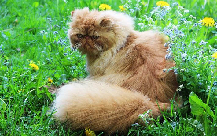 Persiska katt, stor r&#246;d katt, gr&#246;nt gr&#228;s, husdjur, rolig fluffig katt, vilda blommor, katter