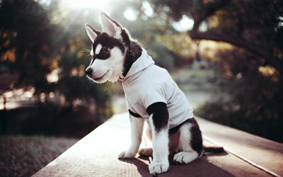 Siberian Husky, puppy, pets, clothes, cute animals, Husky, small Husky, cute dog, dogs, Siberian Husky Dog