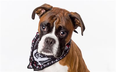 German Boxer, funny dog, portrait, cute animals, dogs, Deutscher Boxer
