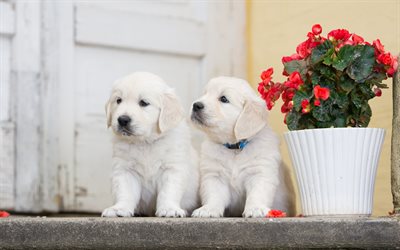 white small puppies, labradors, cute animals, retrievers, small white dogs, pets, dogs