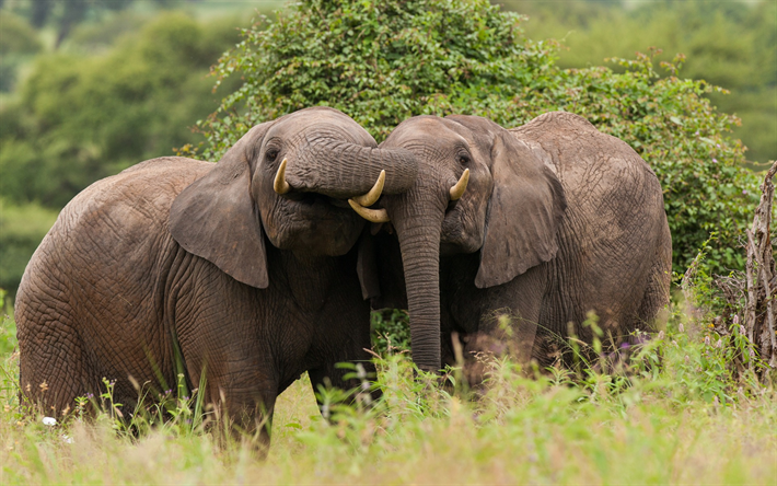 grandes elefantes, un par de elefantes, Tanzania, &#193;frica, la fauna, la sabana, los elefantes, el Parque Nacional de Tarangire