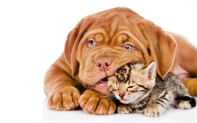 French mastiff, American Bobtail, freinds, puppy and kitten, pets, cute animals, friendship, Dogue de Bordeaux, dogs, Bordeaux mastiff, American Bobtail Cat