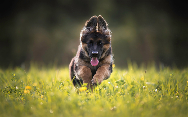 German Shepherd, running dog, puppy, lawn, cute animals, dogs, German Shepherd Dog, pets, Small German Shepherd