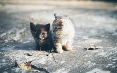 small kittens, cute animals, black kitten, gray fluffy kitten, friends, cats