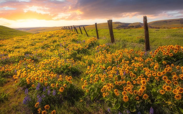 yellow wildflowers, flower field, evening, sunset, Columbia Hills State Park, Washington State, USA