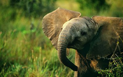 k&#252;&#231;&#252;k fil, sevimli hayvanlar, yaban hayatı, filler, Afrika, vahşi hayvanlar