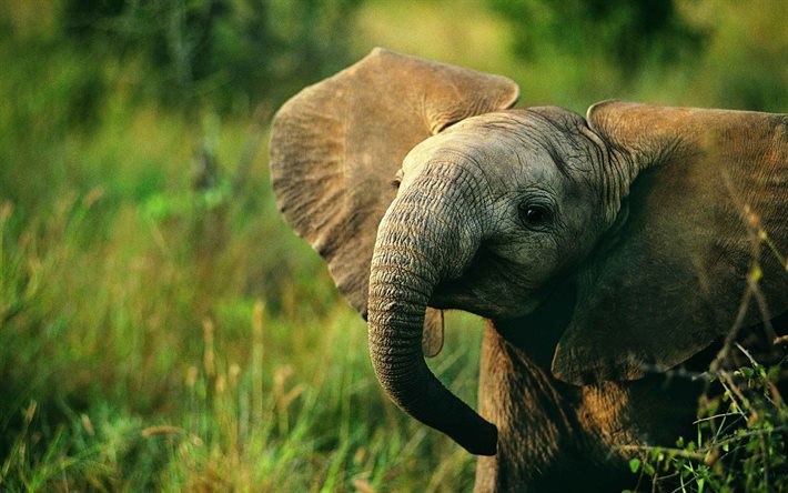 liten elefant, s&#246;ta djur, vilda djur, elefanter, Afrika