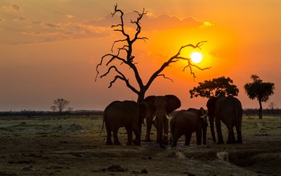 elefanter, kväll, solnedgång, elefantfamilj, vilda djur, Afrika, afrikanska elefanter
